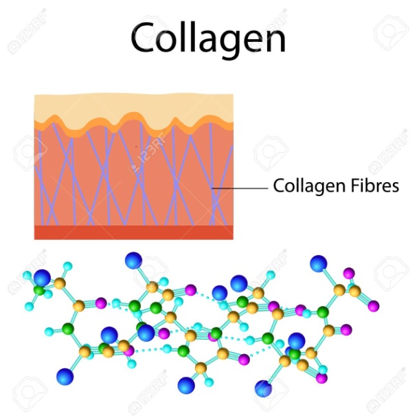 Collagen là gì công dụng của Collagen